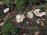 Leucopaxillus giganteus image