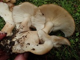 Lyophyllum decastes image