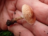 Lepiota subincarnata image
