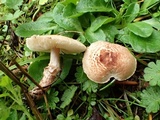 Lepiota subincarnata image