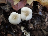 Hygrophorus occidentalis image