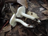 Hygrophorus occidentalis image