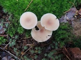 Clitocybe diatreta image