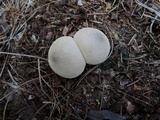 Lycoperdon molle image