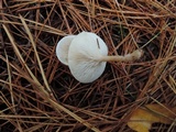 Leucocybe candicans image