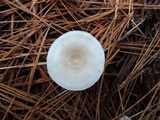 Leucocybe candicans image
