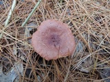 Lactarius rufus image