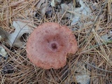 Lactarius rufus image