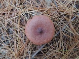 Lactarius rufus image