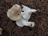 Hygrophorus agathosmus image