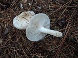 Hygrophorus agathosmus image