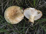 Lactarius controversus image