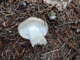 Hygrophorus agathosmus image