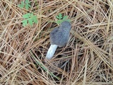 Tricholoma myomyces var. cystidiotum image