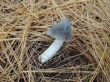 Tricholoma myomyces var. cystidiotum image