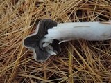 Tricholoma myomyces var. cystidiotum image