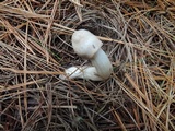 Tricholoma myomyces var. cystidiotum image