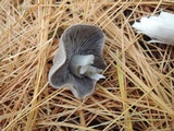 Tricholoma myomyces var. cystidiotum image