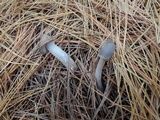 Tricholoma myomyces var. cystidiotum image