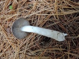 Tricholoma myomyces var. cystidiotum image