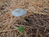 Tricholoma myomyces var. cystidiotum image