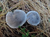 Tricholoma terreum image