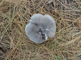 Tricholoma terreum image