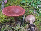 Lactarius rufus image