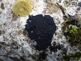Placynthium nigrum image