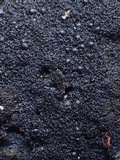 Placynthium nigrum image