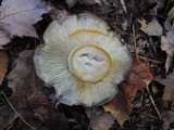 Lyophyllum fuligineum image