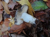 Lyophyllum fuligineum image