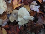 Lyophyllum fuligineum image