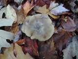 Lyophyllum fuligineum image