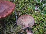 Lactarius rufus image