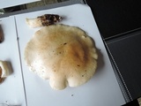 Leucopaxillus laterarius image
