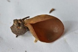 Otidea brunneoparva image