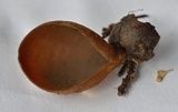 Otidea brunneoparva image