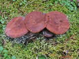 Lactarius rufus image
