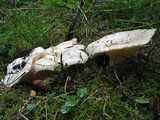 Lactarius aquizonatus image