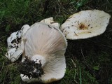 Lactarius aquizonatus image