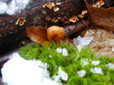 Xeromphalina cornui image