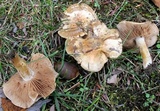 Hebeloma cavipes image