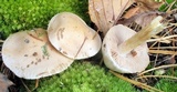 Hebeloma ingratum image