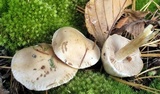 Hebeloma ingratum image