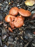 Gymnopilus thiersii image