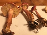 Gymnopilus thiersii image