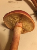 Gymnopilus thiersii image