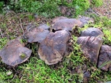 Boletopsis grisea image