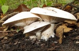 Lepista irina image